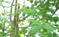 Cây chùm ngây cực bổ dưỡng nhưng ai không nên dùng?