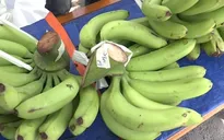 Đồng Nai: Đẩy mạnh hỗ trợ nông dân tiêu thụ chuối tồn đọng