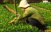 Đẩy nhanh tiến độ dự án chuyển đổi nông nghiệp bền vững