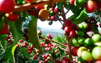 Sản lượng cà phê Mỹ Latin có thể giảm tới 90% do biến đổi khí hậu
