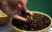 Lễ hội cà phê ở Yemen
