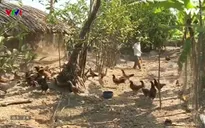 Xuất hiện cúm gia cầm tại Bạc Liêu