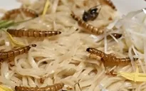 Nhà hàng mì côn trùng ở Nhật Bản