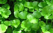 Rau má: cây rau thông dụng, vị thuốc tốt
