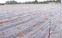 Quy định về tiêu chí dự án nông nghiệp công nghệ cao