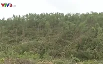 Quảng Bình hỗ trợ dân tiêu thụ gỗ rừng trồng bị gãy đổ do bão