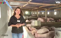 Các trang trại nuôi lợn sống sao trước khủng hoảng giá?