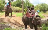 Voi Buôn Đôn trước nguy cơ tuyệt chủng