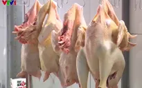 Gà nuôi hữu cơ – Hướng đi mới cho ngành chăn nuôi gia cầm