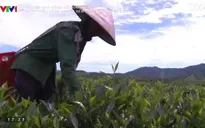 Phát triển nông nghiệp bền vững nhìn từ sự liên kết