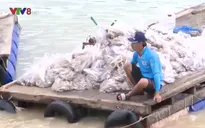 Tái thiết vùng nuôi thủy sản sau bão ở Nam Trung Bộ