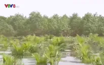 Rừng ngập mặn bảo vệ vùng nuôi thủy sản trong lũ lụt