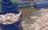Nuôi cá lồng ồ ạt và bài học kinh nghiệm từ Thừa Thiên Huế