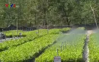 Hiệu quả trồng rừng từ bầu ươm bằng phế liệu hữu cơ