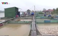Thừa Thiên - Huế: Người nuôi cá lồng chồng chất nợ nần vì lũ lụt