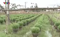 Nông dân vùng trồng hoa Quảng Ngãi thấp thỏm sợ lũ