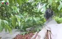 Lâm Đồng thiếu nhân công thu hoạch cà phê