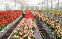 Lâm Đồng chuẩn bị vụ hoa Tết 2018