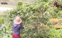 Tây Nguyên: Thiếu nhân công thu hoạch cà phê