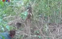Khánh Hòa: Thả cá thể khỉ mặt đỏ về môi trường tự nhiên
