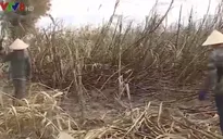 Điều tra làm rõ vụ cháy hơn 120 ha mía ở Đắk Lắk