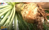 Độc đáo củ cải trắng khổng lồ tại Lâm Đồng