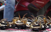 Tràn lan cua biển không rõ nguồn gốc ở Cần Thơ