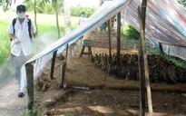 Khánh Hòa chủ động phòng chống dịch cúm A/H7N9