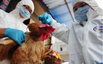 WHO: Virus cúm H7N9 tiến hóa, gây bệnh nặng hơn cho gia cầm