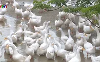 Bùng phát dịch cúm gia cầm ở Hà Tĩnh
