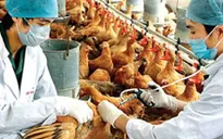 An Giang phòng chống dịch cúm gia cầm H5N1