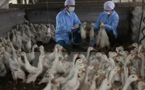 Phòng chống bệnh cúm gia cầm lây lan sang người thế nào?