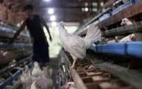 Phát hiện ổ dịch cúm gia cầm tại Philippines