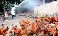 Hậu Giang khống chế ổ dịch cúm gia cầm
