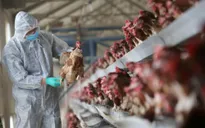 Thành lập 8 đội ứng phó nhanh khi phát hiện virus cúm A/H7N9