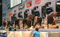 Độc đáo cuộc thi vô địch xén lông cừu thế giới