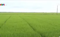 Thừa Thiên - Huế tiêu úng cứu lúa vụ Hè Thu