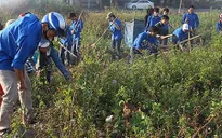 Đà Nẵng ra quân hưởng ứng Tuần lễ Biển và Hải đảo