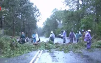 Bão số 12: Đà Lạt mưa lớn, gió giật mạnh