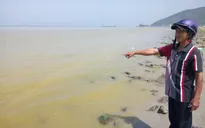 Dải nước vàng gây cá chết ở biển Cảnh Dương là do tảo phát triển mạnh
