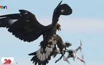 Pháp dùng đại bàng để săn máy bay không người lái