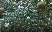 Yên Bái chuẩn bị cho Lễ hội bưởi Đại Minh