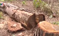 Đăk Nông: Kỷ luật một số cán bộ kiểm lâm vụ chặt phá hơn 46ha rừng
