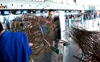 Có thể ký gửi mai, đào trên chuyến bay Vietnam Airlines