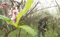 Nông dân Hà Tĩnh thất thu vụ hoa Tết