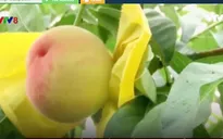 Rộn ràng mùa thu hoạch đào ở Hàn Quốc