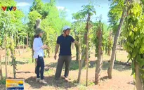 Phú Yên: Người trồng tiêu khiếu nại về thời gian thuê đất