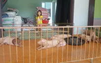 Hưng Yên: Nghịch lý lợn, gà đổi chỗ ở cho chủ