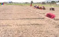 Biến đất cát bỏ hoang thành lợi thế