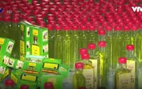 Thừa Thiên - Huế công bố quy chuẩn sản phẩm dầu tràm
